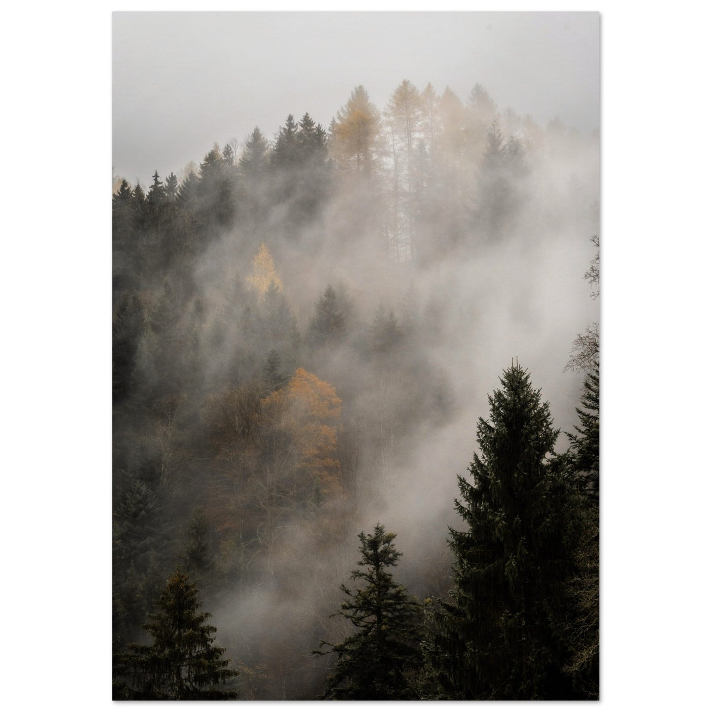 Nebel über dem Wald - Premium Poster