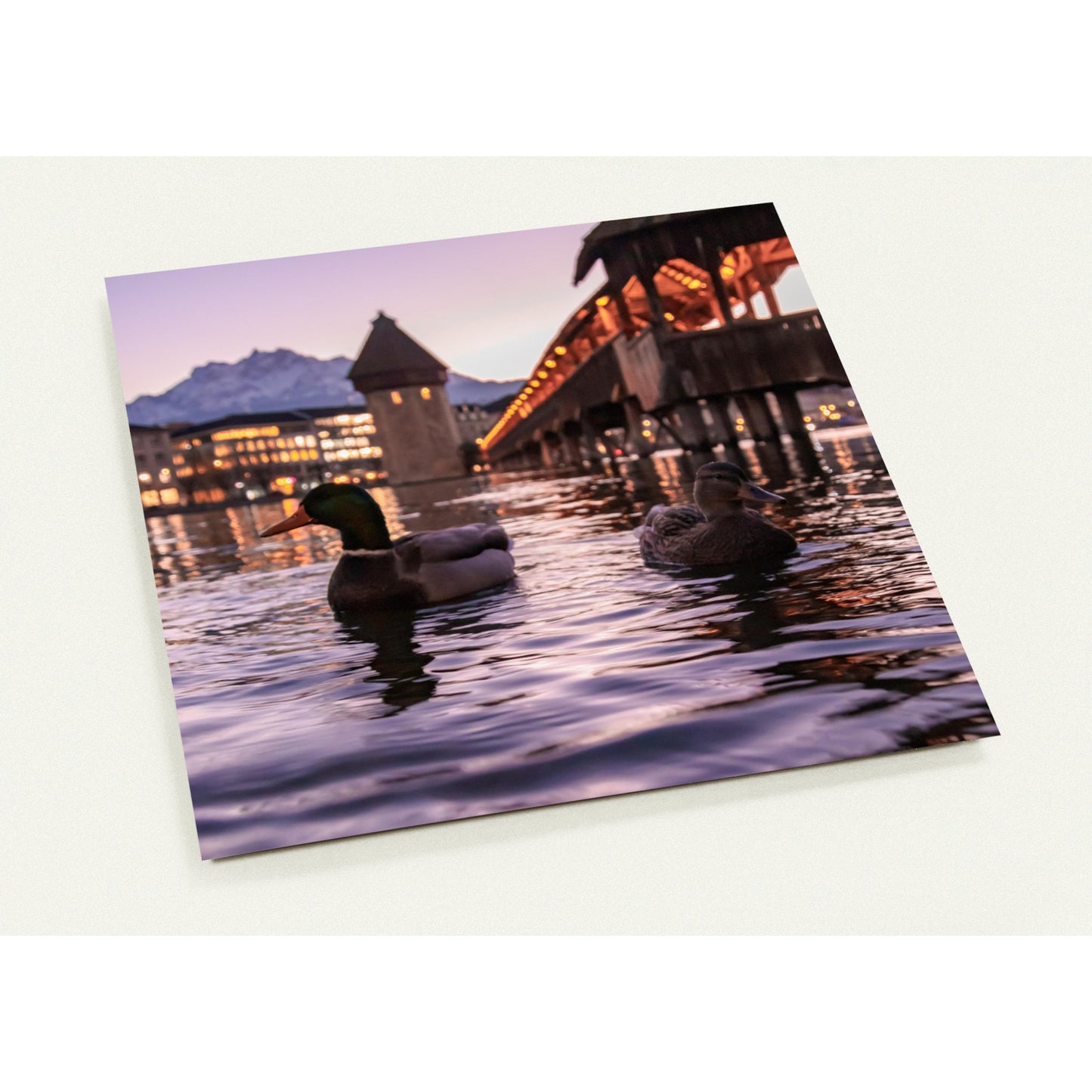 Harmonie im Winterlicht, Enten, Kapellbrücke und verschneiter Pilatus  - 10er Set Ansichtskarten mit Umschlägen