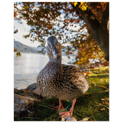 Herbstliche Ente - Premium Poster