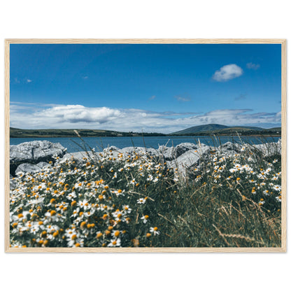 Blütenzauber am Meeresufer - Poster auf matten Papier in Museumsqualität mit Holzrahmen