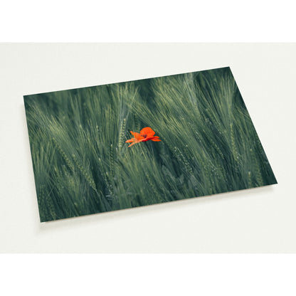 Red Flower in Green Wheat Field Greeting Card Set of 10 Cards (2 Sided, with Envelopes)