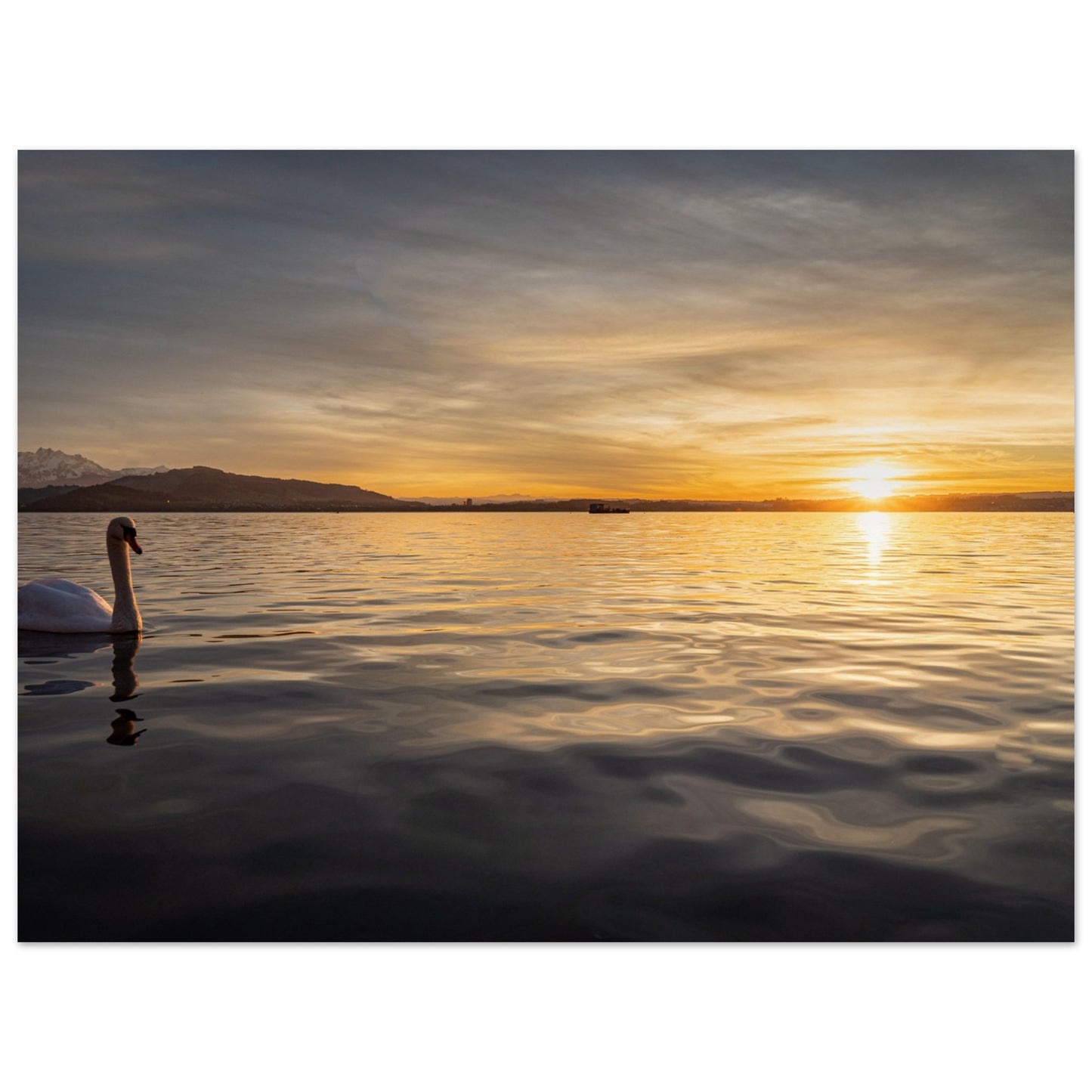 Swan on Lake Zug at sunset - Premium Poster