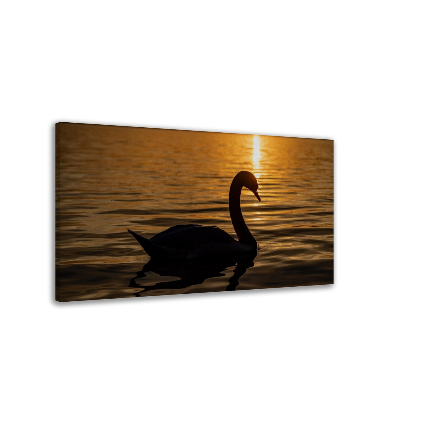 Canvas swan in sunset