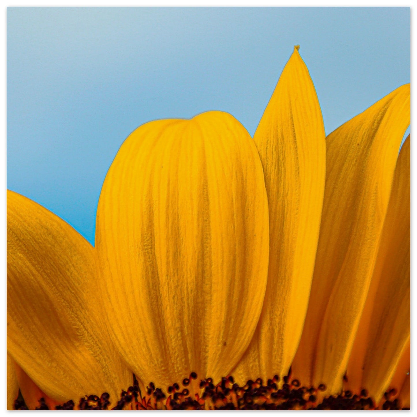 Sunflower Close-Up - Premium Poster