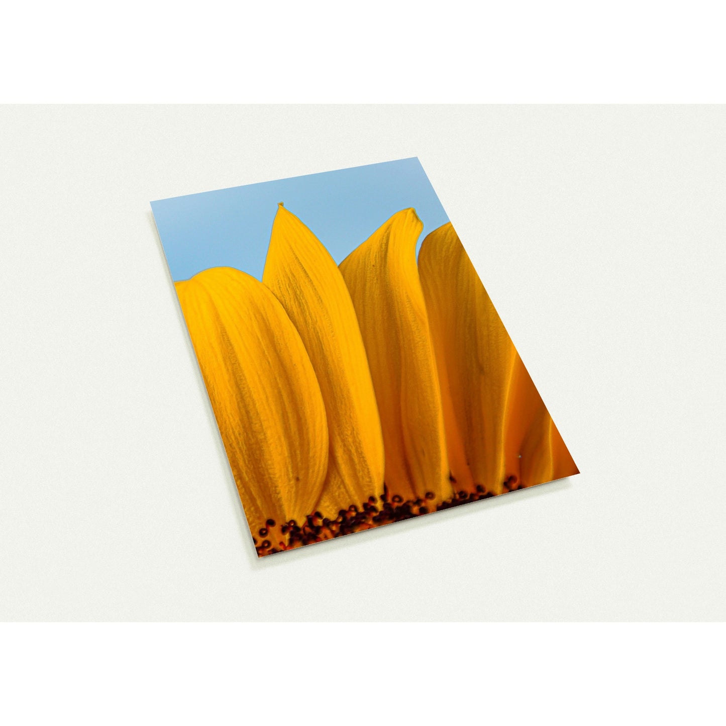Sunflower greeting card set with 10 cards (2-sided, with envelopes)