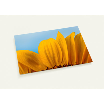 Sunflower greeting card set with 10 cards (2-sided, with envelopes)