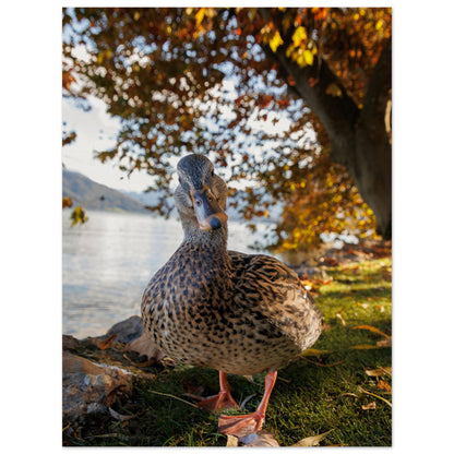 Herbstliche Ente - Premium Poster