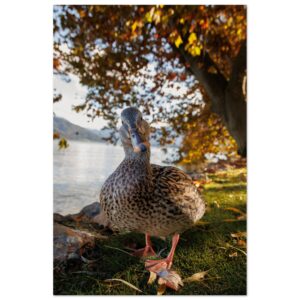 Herbstliche Ente - Premium Poster