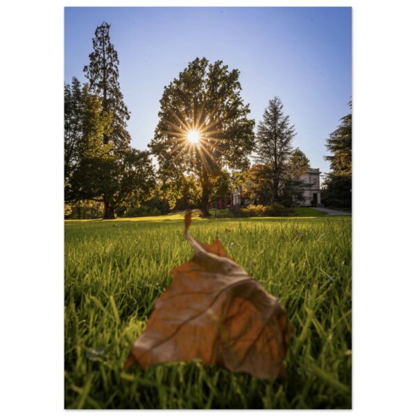 Herbstblatt im Villettepark - Premium Poster