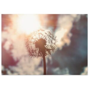 Pusteblume mit Sonne -  Poster