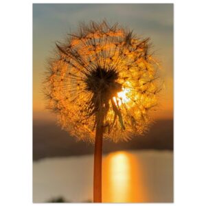 Pusteblume im Sonnenuntergang - Premium Poster