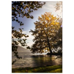 Sonnenzauber im Herbst - Premium Poster